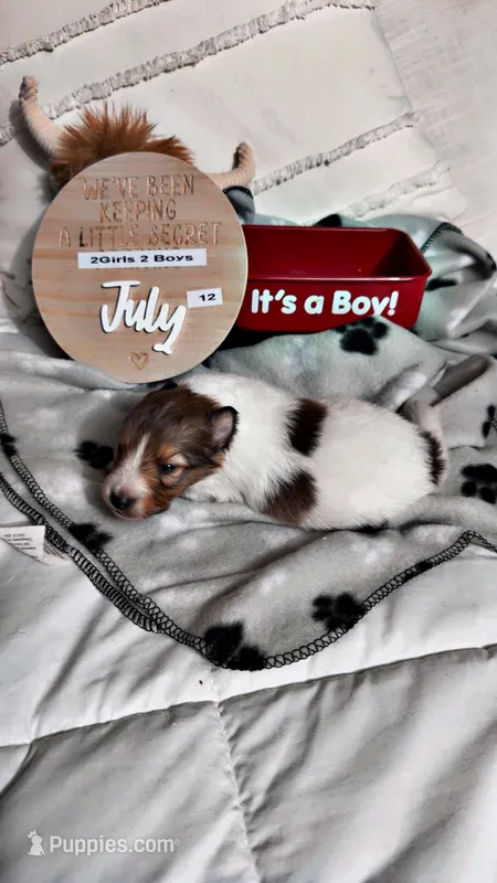 Flash  – Shetland Sheepdog puppy for sale in Elmwood, IL