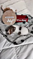 Flash , a male Shetland Sheepdog for sale in Elmwood, IL – 8 of 10