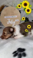 Little Lady , a female Shetland Sheepdog for sale in Elmwood, IL – 7 of 10