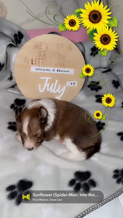 Little Lady , a female Shetland Sheepdog for sale in Elmwood, IL – 8 of 10