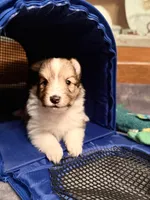 Baby Girl , a female Shetland Sheepdog for sale in Elmwood, IL – 2 of 5