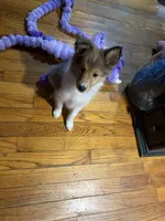 Alice , a female Shetland Sheepdog for sale in Elmwood, IL – 8 of 8