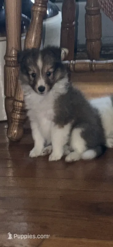 Baby Girl  – Shetland Sheepdog puppy for sale in Elmwood, IL