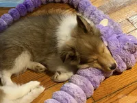 Alice , a female Shetland Sheepdog for sale in Elmwood, IL – 6 of 8
