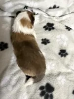 Little Lady , a female Shetland Sheepdog for sale in Elmwood, IL – 10 of 10