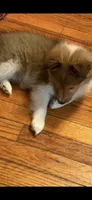 Alice , a female Shetland Sheepdog for sale in Elmwood, IL – 5 of 8