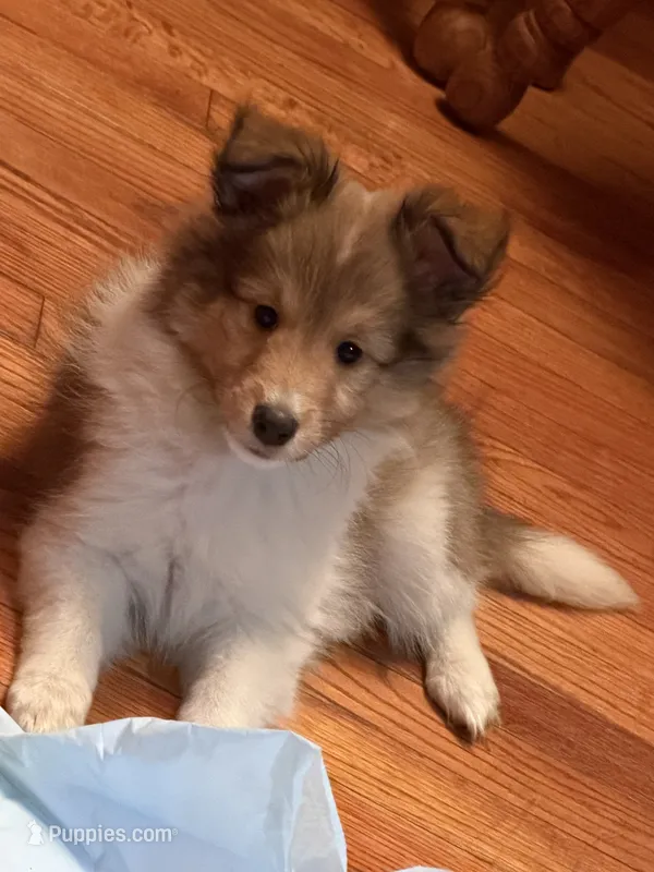 Alice – Shetland Sheepdog puppy for sale in Elmwood, IL