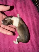 Alice, a female Shetland Sheepdog for sale in Elmwood, IL – 2 of 3