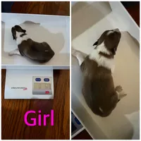 Little Lady , a female Shetland Sheepdog for sale in Elmwood, IL – 1 of 10