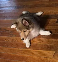 Alice , a female Shetland Sheepdog for sale in Elmwood, IL – 2 of 8