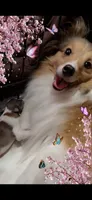 Little Lady , a female Shetland Sheepdog for sale in Elmwood, IL – 6 of 10