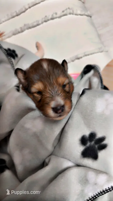 Alice – Shetland Sheepdog puppy for sale in Elmwood, IL