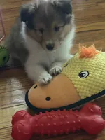 Alice, a female Shetland Sheepdog for sale in Elmwood, IL – 2 of 7