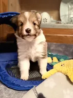 Baby Girl , a female Shetland Sheepdog for sale in Elmwood, IL – 3 of 5
