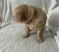 Annie, a female Golden Retriever for sale in Middleburg, PA – Photo 3 of 7