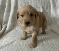 Annie, a female Golden Retriever for sale in Middleburg, PA – Photo 1 of 7