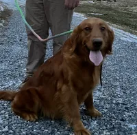 Annie, a female Golden Retriever for sale in Middleburg, PA – Photo 7 of 7