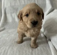Annie, a female Golden Retriever for sale in Middleburg, PA – Photo 2 of 7