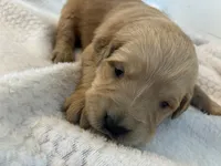 Annie, a female Golden Retriever for sale in Middleburg, PA – Photo 6 of 7