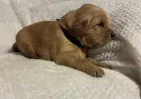 Arrow, a male Golden Retriever for sale in Middleburg, PA – Photo 4 of 8