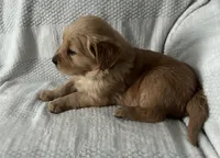 Arrow, a male Golden Retriever for sale in Middleburg, PA – Photo 1 of 8