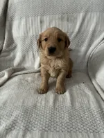 Arrow, a male Golden Retriever for sale in Middleburg, PA – Photo 3 of 8