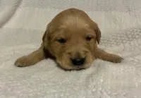 Arrow, a male Golden Retriever for sale in Middleburg, PA – Photo 5 of 8