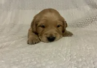 Arrow, a male Golden Retriever for sale in Middleburg, PA – Photo 6 of 8