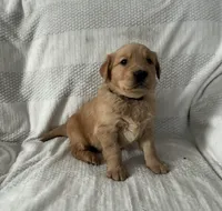 Arrow, a male Golden Retriever for sale in Middleburg, PA – Photo 2 of 8