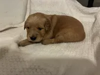 Arrow, a male Golden Retriever for sale in Middleburg, PA – Photo 7 of 8