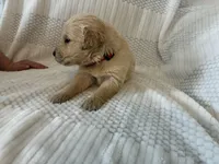 Axel, a male Golden Retriever for sale in Middleburg, PA – Photo 3 of 3