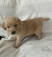 Aspen (blue collar), a male Golden Retriever for sale in Middleburg, PA – Photo 3 of 3