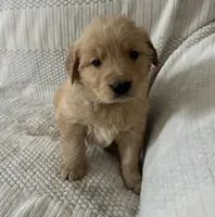 Aspen (blue collar), a male Golden Retriever for sale in Middleburg, PA – Photo 1 of 3