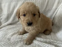 Aspen (blue collar), a male Golden Retriever for sale in Middleburg, PA – Photo 2 of 3