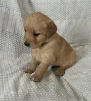 Ashton, a male Golden Retriever for sale in Middleburg, PA – Photo 1 of 3