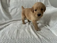 Ashton, a male Golden Retriever for sale in Middleburg, PA – Photo 3 of 3