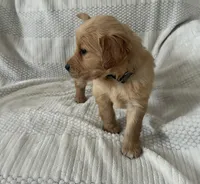 Ashton, a male Golden Retriever for sale in Middleburg, PA – Photo 2 of 3