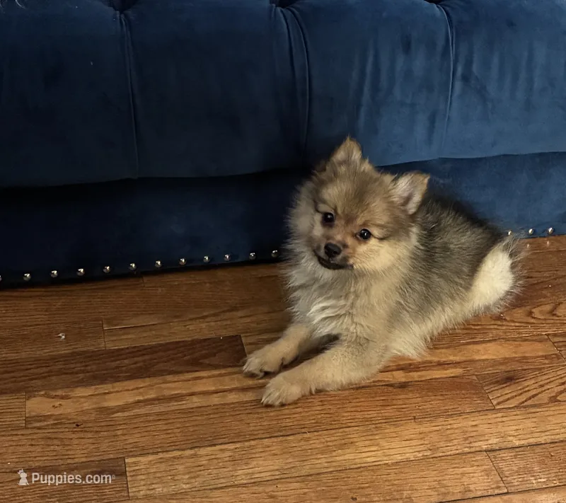 Marshmallow – Pomeranian puppy for sale in Upper Darby, PA