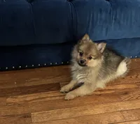 Marshmallow, a male Pomeranian for sale in Upper Darby, PA – 1 of 4