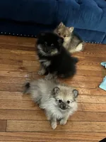 Taffy, a female Pomeranian for sale in Upper Darby, PA – 2 of 4