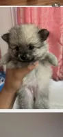Taffy, a female Pomeranian for sale in Upper Darby, PA – 4 of 4