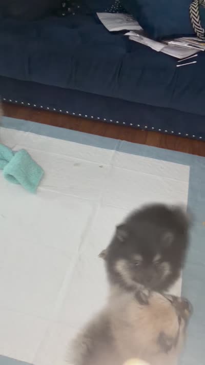 Marshmallow, a male Pomeranian for sale in Upper Darby, PA – 4 of 4