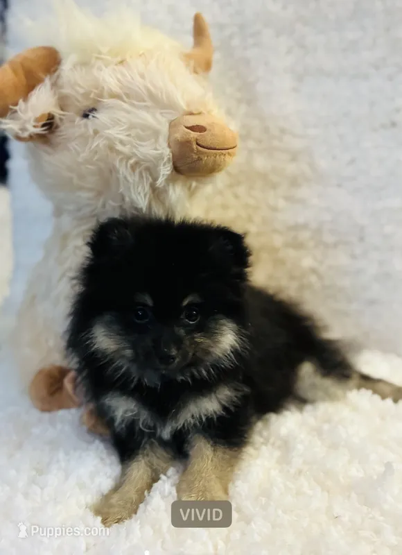 Snickers – Pomeranian puppy for sale in Upper Darby, PA