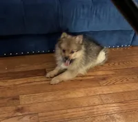 Marshmallow, a male Pomeranian for sale in Upper Darby, PA – 2 of 4