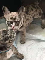 RIP, a male French Bulldog for sale in Houston, TX – 2 of 3