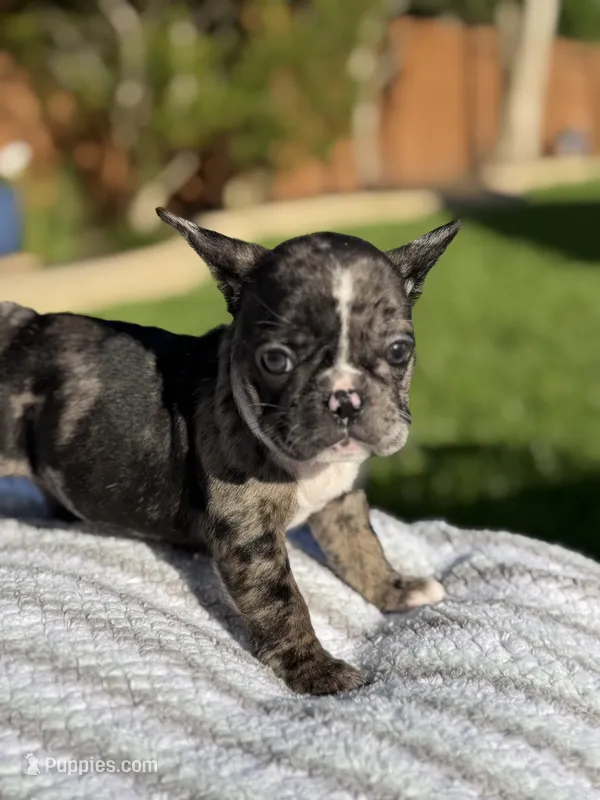 Jolene – French Bulldog puppy for sale in Houston, TX