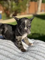 Jolene, a female French Bulldog for sale in Houston, TX – 1 of 4