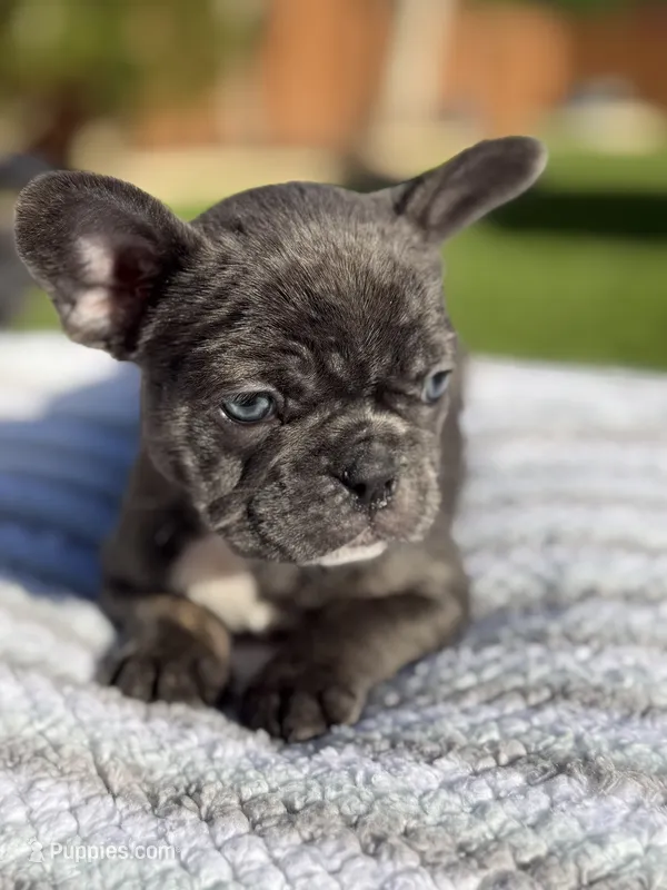 Ella – French Bulldog puppy for sale in Houston, TX