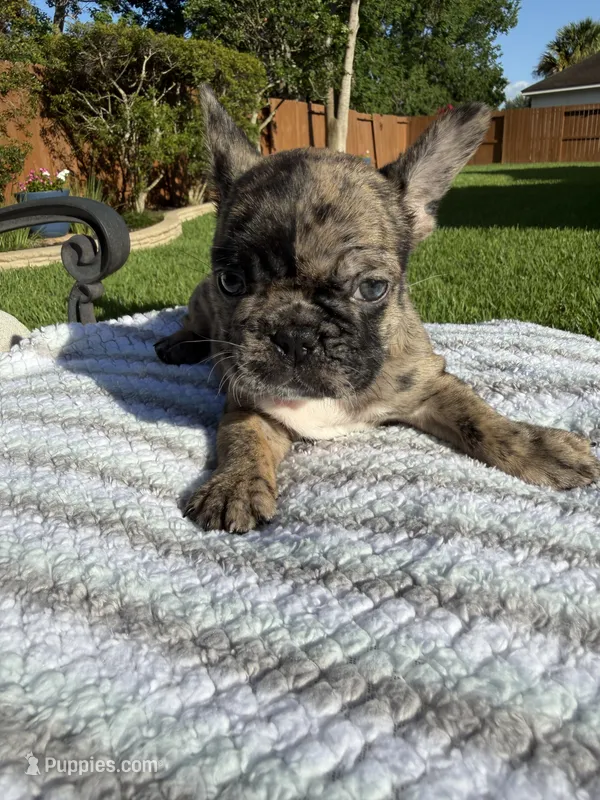 Dutton – French Bulldog puppy for sale in Houston, TX