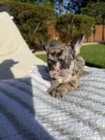 RIP, a male French Bulldog for sale in Houston, TX – 3 of 3